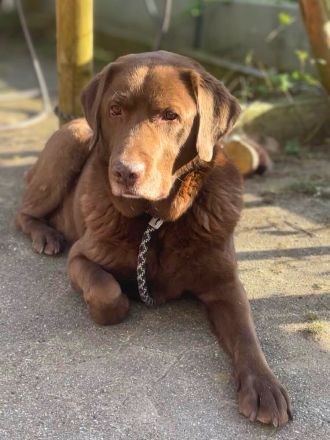 Moses in 77704 Oberkirch sucht sein Für-immer-Zuhause