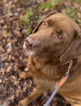 Moses in 77704 Oberkirch sucht sein Für-immer-Zuhause
