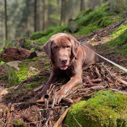Moses in 77704 Oberkirch sucht sein Für-immer-Zuhause