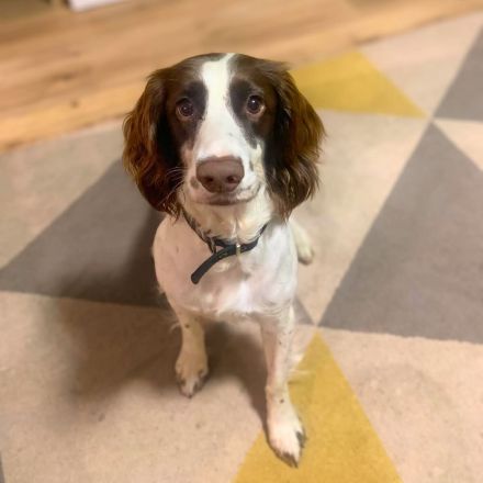 Poppy in 57074 Siegen sucht ihr Für-immer-Zuhause