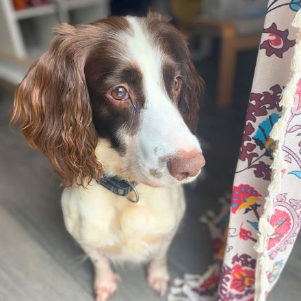 Poppy in 57074 Siegen sucht ihr Für-immer-Zuhause