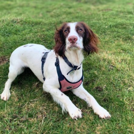 Poppy in 57074 Siegen sucht ihr Für-immer-Zuhause