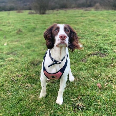 Poppy in 57074 Siegen sucht ihr Für-immer-Zuhause