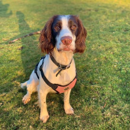 Poppy in 57074 Siegen sucht ihr Für-immer-Zuhause