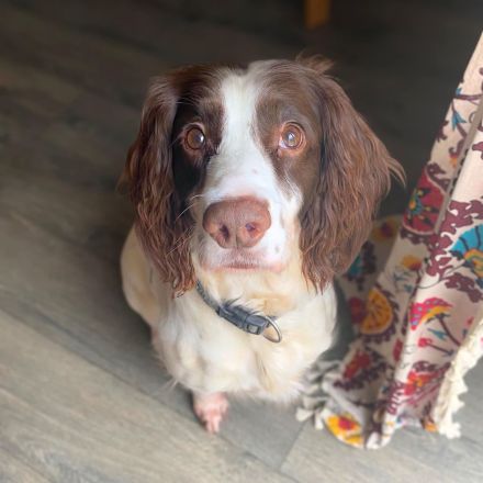 Poppy in 57074 Siegen sucht ihr Für-immer-Zuhause