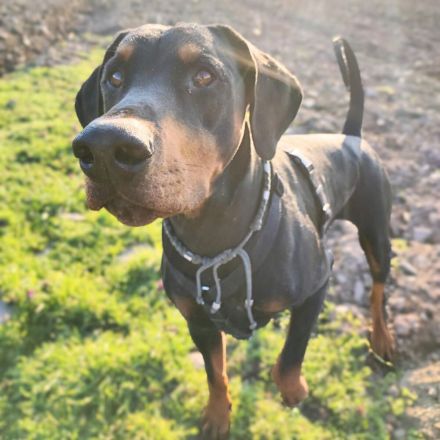 Metti in 07907 Schleiz sucht sein Für-immer-Zuhause