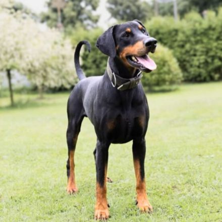 Metti in 07907 Schleiz sucht sein Für-immer-Zuhause