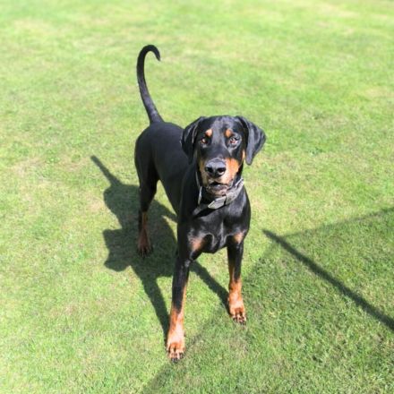 Metti in 07907 Schleiz sucht sein Für-immer-Zuhause