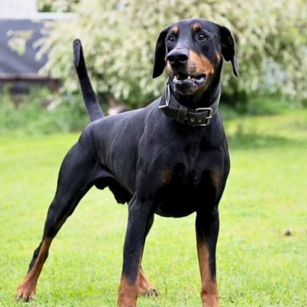 Metti in 07907 Schleiz sucht sein Für-immer-Zuhause