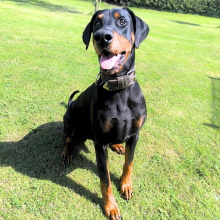 Metti in 07907 Schleiz sucht sein Für-immer-Zuhause