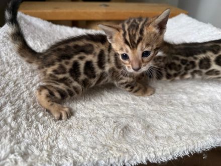 Bengal kitten in Braun Tabby oder Snow Mink mit Stammbaum