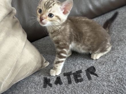 Bengal kitten in Braun Tabby oder Snow Lynx / Mink mit Stammbaum