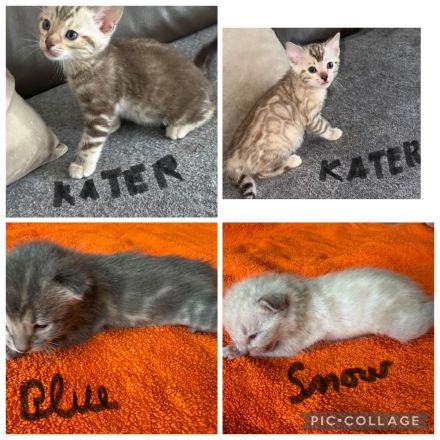 Bengal kitten in Braun Tabby oder Snow Lynx / Mink mit Stammbaum