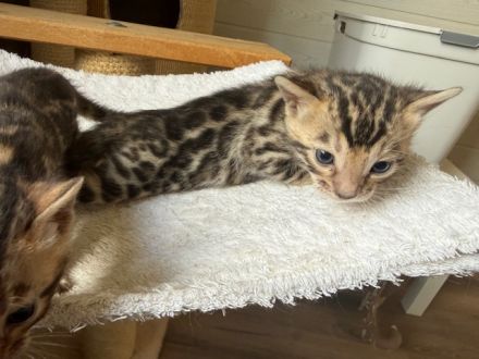 Bengal kitten in Braun Tabby oder Snow Mink mit Stammbaum