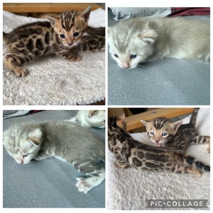 Bengal kitten in Braun Tabby oder Snow Mink mit Stammbaum