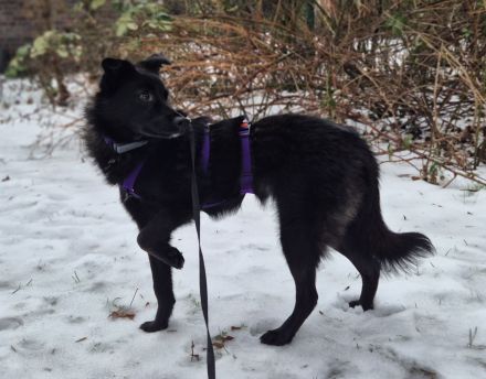 Whoopi auf Pflegestelle in 28755 Bremen sucht ihr Für-immer-Zuhause