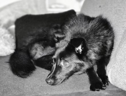 Whoopi auf Pflegestelle in 28755 Bremen sucht ihr Für-immer-Zuhause