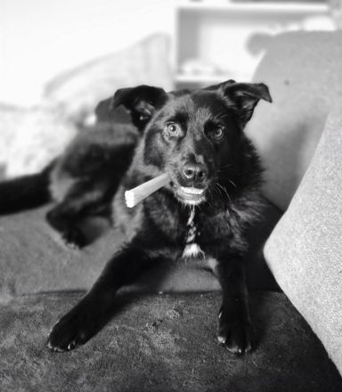 Whoopi auf Pflegestelle in 28755 Bremen sucht ihr Für-immer-Zuhause