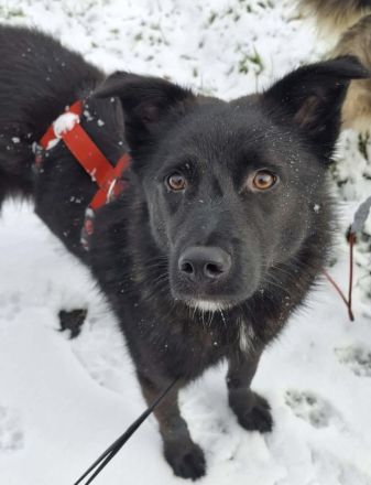 Whoopi auf Pflegestelle in 28755 Bremen sucht ihr Für-immer-Zuhause