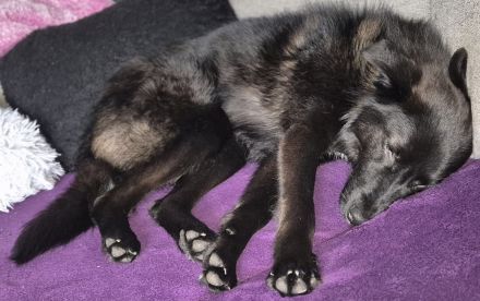 Whoopi auf Pflegestelle in 28755 Bremen sucht ihr Für-immer-Zuhause