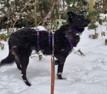 Whoopi auf Pflegestelle in 28755 Bremen sucht ihr Für-immer-Zuhause
