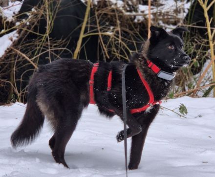 Whoopi auf Pflegestelle in 28755 Bremen sucht ihr Für-immer-Zuhause