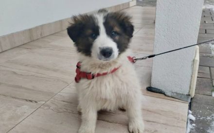 Sonnenschein Kiro: Freundlicher Wirbelwind wartet auf dich