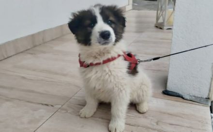 Sonnenschein Kiro: Freundlicher Wirbelwind wartet auf dich