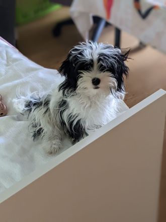 Süßes Maltipoo Mädchhen zu verkaufen !