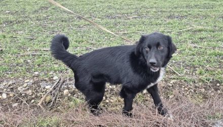 Prächtiger Jack sucht Familienanschluss