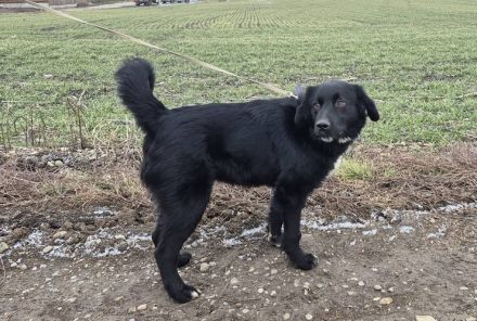 Prächtiger Jack sucht Familienanschluss