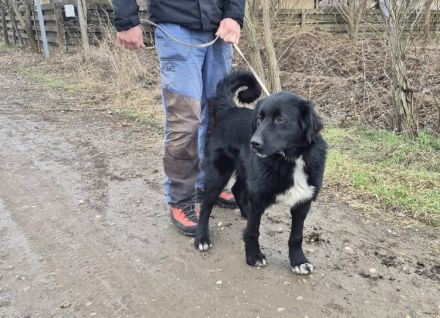 Prächtiger Jack sucht Familienanschluss