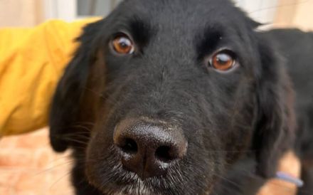 Prächtiger Jack sucht Familienanschluss