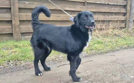 Prächtiger Jack sucht Familienanschluss