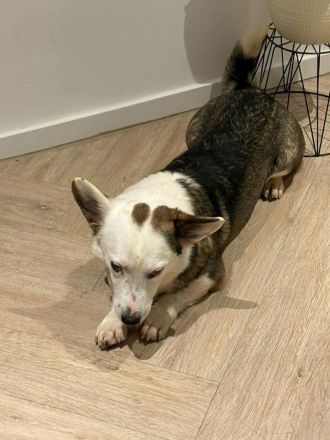 Felix auf Pflegestelle in 44267 Dortmund sucht sein Für-immer-Zuhause