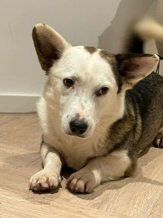 Felix auf Pflegestelle in 44267 Dortmund sucht sein Für-immer-Zuhause