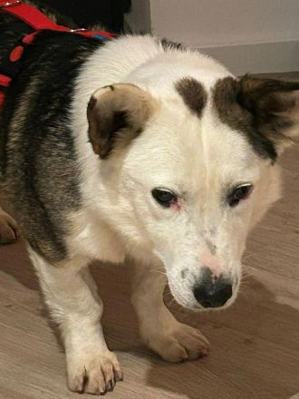 Felix auf Pflegestelle in 44267 Dortmund sucht sein Für-immer-Zuhause