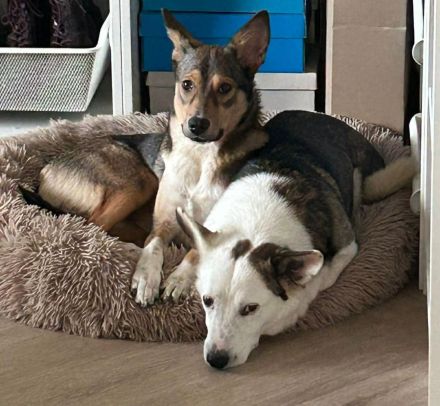 Felix auf Pflegestelle in 44267 Dortmund sucht sein Für-immer-Zuhause