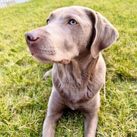 Lia in 47652 Weeze sucht ihr Für-immer-Zuhause