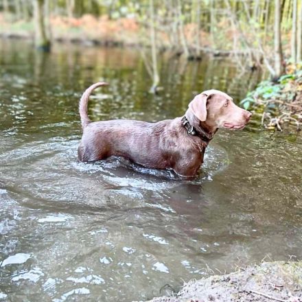 Lia in 47652 Weeze sucht ihr Für-immer-Zuhause