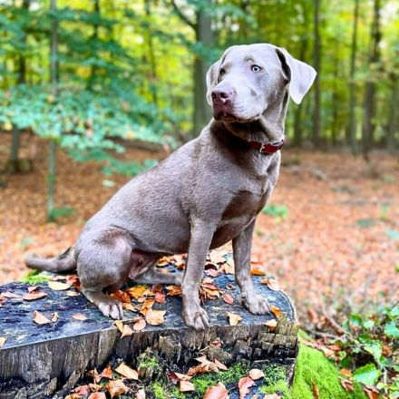 Lia in 47652 Weeze sucht ihr Für-immer-Zuhause