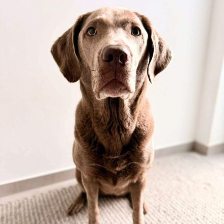 Lia in 47652 Weeze sucht ihr Für-immer-Zuhause