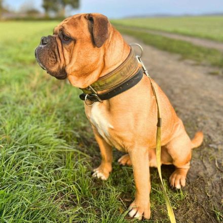 Marley in 34295 Edermũnde sucht sein Für-immer-Zuhause