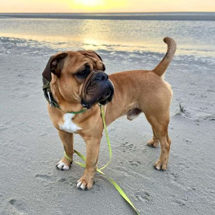 Marley in 34295 Edermũnde sucht sein Für-immer-Zuhause