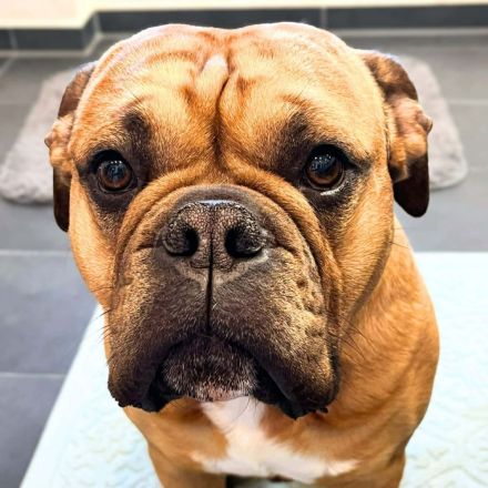 Marley in 34295 Edermũnde sucht sein Für-immer-Zuhause