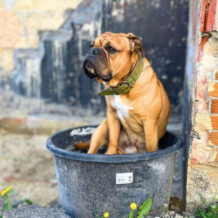 Marley in 34295 Edermũnde sucht sein Für-immer-Zuhause