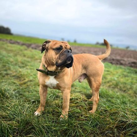 Marley in 34295 Edermũnde sucht sein Für-immer-Zuhause