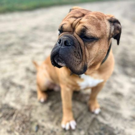 Marley in 34295 Edermũnde sucht sein Für-immer-Zuhause