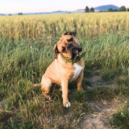 Marley in 34295 Edermũnde sucht sein Für-immer-Zuhause