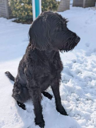 Kubo in 59590 Geseke sucht sein Für-immer-Zuhause